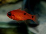 Flame Cardinal Marine Fish (Sea Water)  Photo
