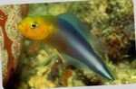 Double Striped Dottyback Photo and care