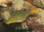 foto Pesci d'Acquario Papua Palla Di Toby (Canthigaster papua), Macchiato