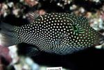 Honeycomb Puffer Marine Fish (Sea Water)  Photo