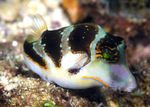 Crown Toby (Crowned Puffer fish) Marine Fish (Sea Water)  Photo