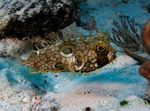 foto Pesce Web Bava (Chilomycterus antillarum), Macchiato