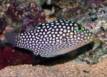 Spotted Puffer (Hawaiian White Spotted Toby) Marine Fish (Sea Water)  Photo