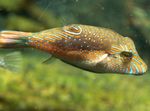 Photo Aquarium Fish Bennett's Sharpnose Puffer (Canthigaster bennetti), Spotted