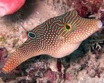 Blue Spotted Puffer Marine Fish (Sea Water)  Photo