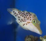 Leopard Puffer  Photo and care