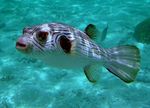 Narrow-Lined Puffer Marine Fish (Sea Water)  Photo