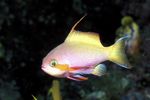 Carberryi Anthias Marine Fish (Sea Water)  Photo