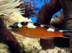 Photo Aquarium Fish Tobacco Basslet (Serranus tabacarius), Spotted