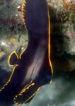 foto Pesci d'Acquario Pinnatus Batfish (Platax pinnatus), Nero