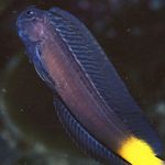 Black Combtooth Blenny Photo and care