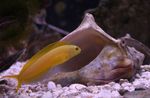 Photo Aquarium Fish Canary Blenny (Meiacanthus oualanensis), Yellow