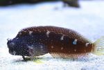 Starry Blenny  Photo and care