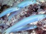 Blue Globočki Dartfish fotografija in nega