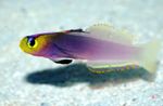 Photo Helfrich firefish (Nemateleotris helfrichi), Purple