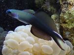 Dartfish Aleta Negra, Gobio Scissortail Foto y cuidado