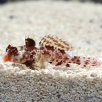 Red Scooter Dragonet Marine Fish (Sea Water)  Photo