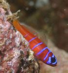 Catalina Goby (Bluebanded Goby)  Photo and care