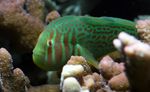 Photo Aquarium Fish Clown Goby Green (Gobiodon atrangulatus), Green