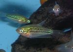 Photo Aquarium Fish Sparkling Gourami, Pygmy Gourami (Trichopsis pumilus), Silver