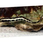 Photo Aquarium Fish Convict blenny (Engineer Goby) (Pholidichthys leucotaenia), Striped