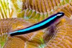Neon Blue Goby Marine Fish (Sea Water)  Photo