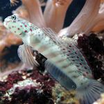 Pink Spotted Watchman Goby  foto e cuidado
