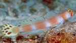 Pinkbar Goby Marine Fish (Sea Water)  Photo
