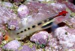 Photo Aquarium Fish Red Head Goby (Elacatinus puncticulatus), Motley