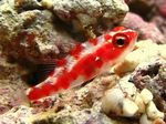 Photo Aquarium Fish Red Spotted Goby (Trimma rubromaculatus), Spotted