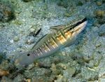 Sleeper Banded Goby Marine Fish (Sea Water)  Photo