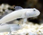 Photo Aquarium Fish Sleeper Blue Dot Goby (Sixspot Goby) (Valenciennea sexguttata), White