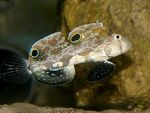 Photo Aquarium Fish Two Spot Goby (Signigobius biocellatus), Spotted