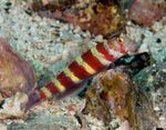 Wheeler's Shrimp Goby Photo and care