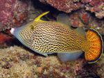 Fantail Filefish Orange  Foto und kümmern