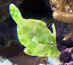 Matted Filefish  Photo and care