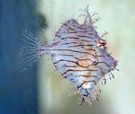 Tassle Filefish Marine Fish (Sea Water)  Photo