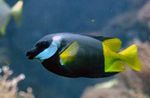 Bicolor Foxface Marine Fish (Sea Water)  Photo