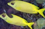 Indonesian coral rabbitfish Photo and care