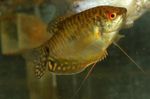 Photo Aquarium Fish Trichogaster trichopterus trichopterus, Gold