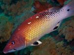 Crvena Diana Svinjska Riba  Foto i briga