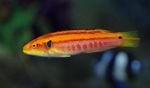 Yellow Candy Hogfish Photo and care