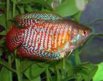Photo Aquarium Fish Dwarf Gourami (Colisa lalia), Striped