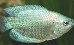 Photo Aquarium Fish Dwarf Gourami (Colisa lalia), Silver