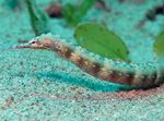 Dragonface Pipefish  Photo and care