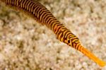 Yellow Multibanded Pipefish (Many-banded pipefish) Photo and care