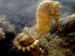 Tiger tail seahorse Photo and care