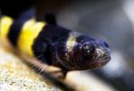 Bumblebee Goby Photo and care