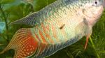 Photo Paradise Fish (Macropodus opercularis), Striped