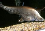 Royal Knifefish  fotografija in nega
